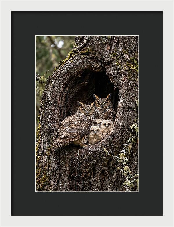 Great Horned Owl Family