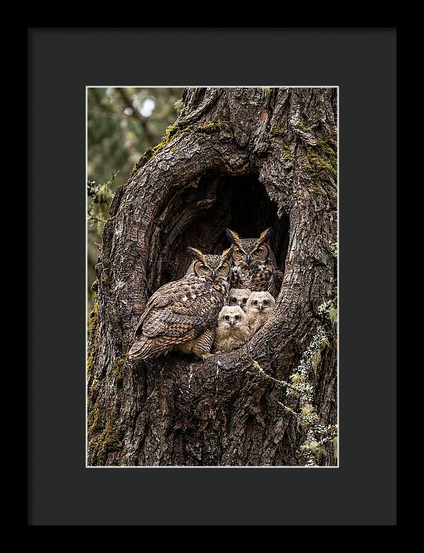 Great Horned Owl Family