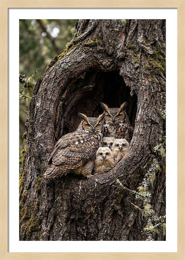 Great Horned Owl Family