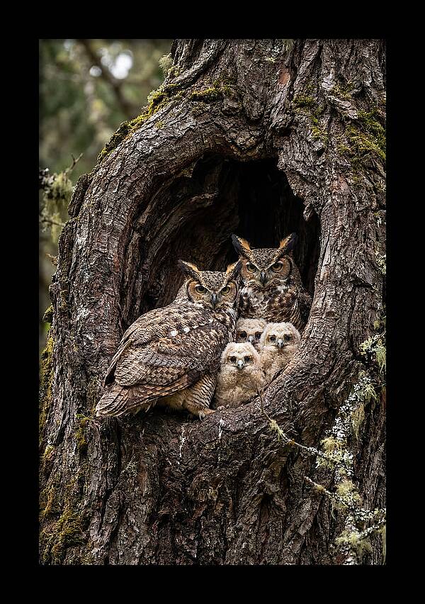 Great Horned Owl Family
