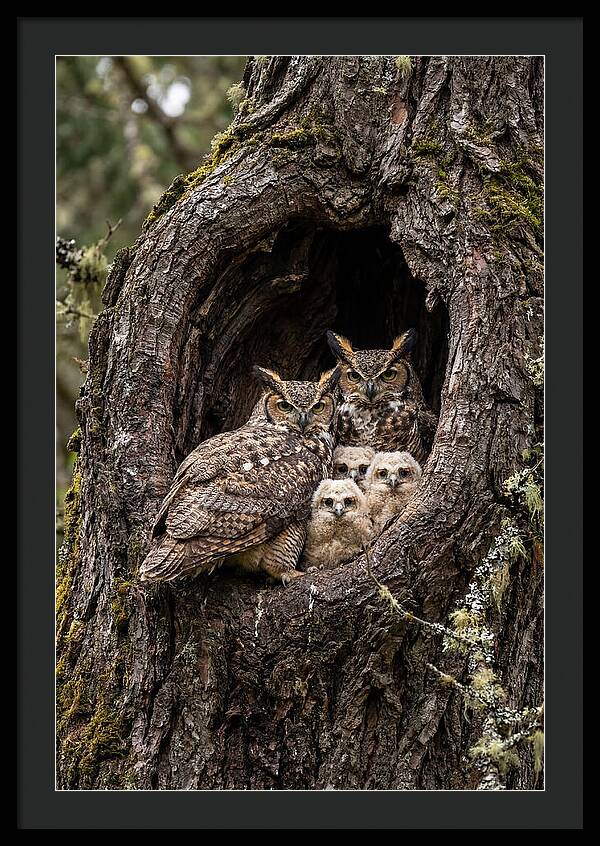 Great Horned Owl Family