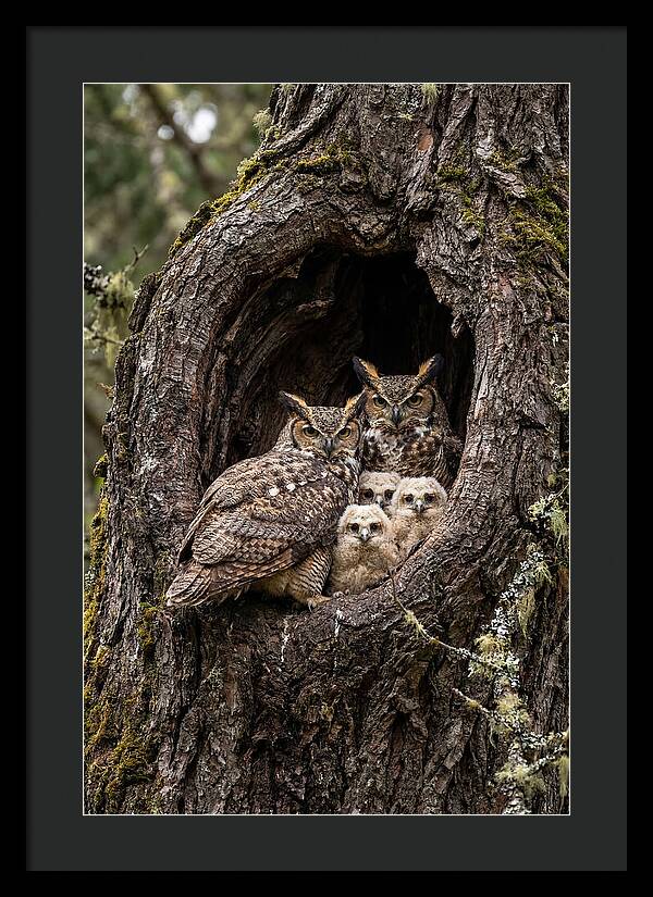 Great Horned Owl Family