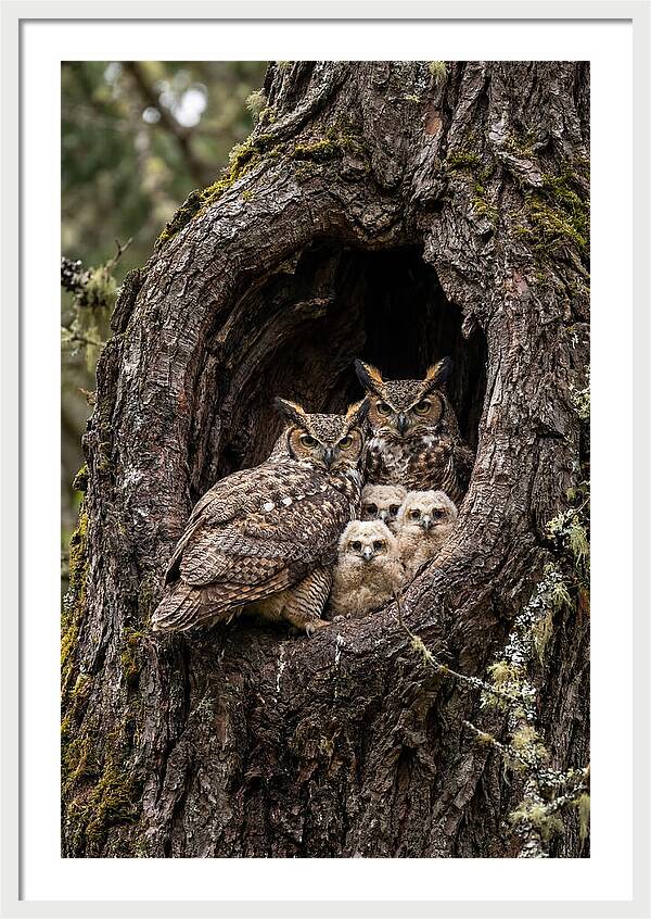 Great Horned Owl Family