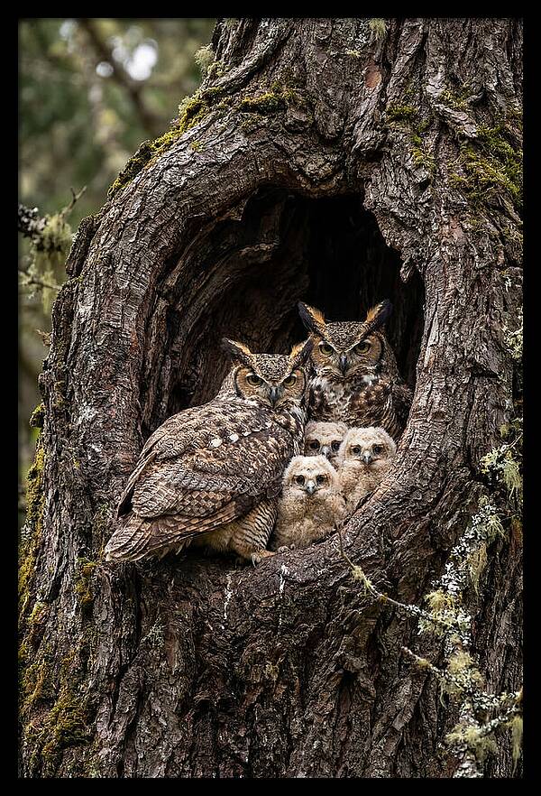 Great Horned Owl Family