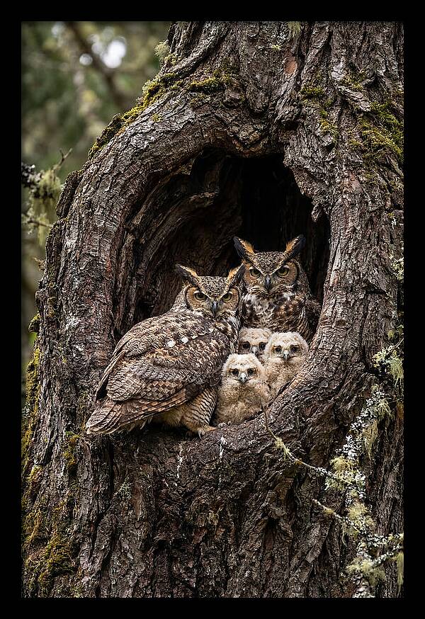 Great Horned Owl Family