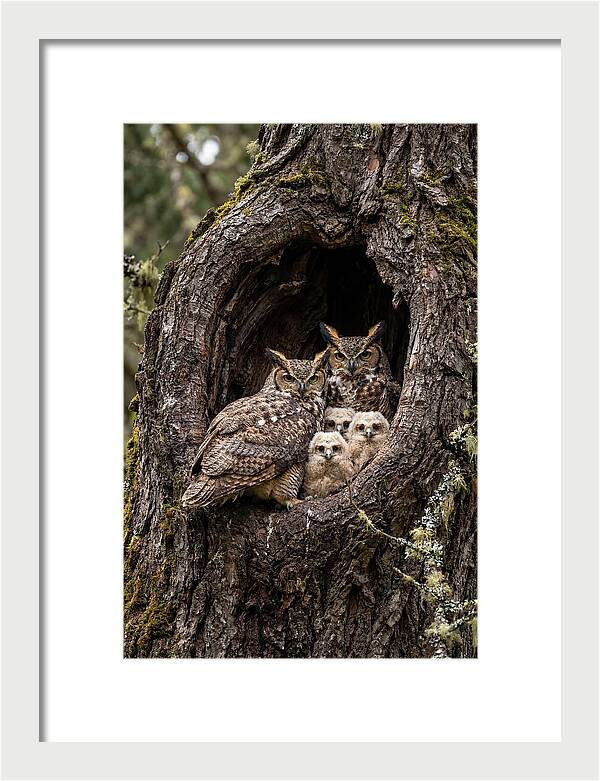 Great Horned Owl Family