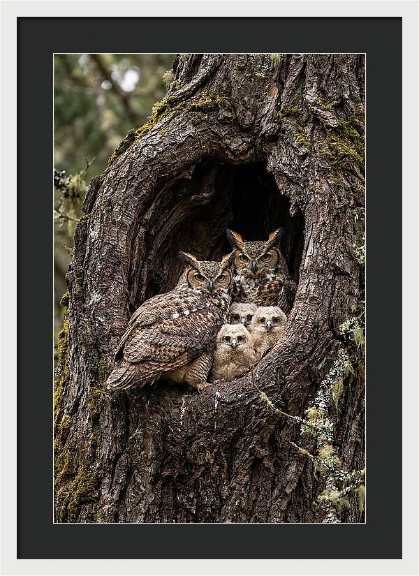 Great Horned Owl Family