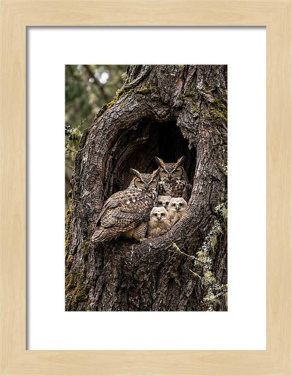 Great Horned Owl Family