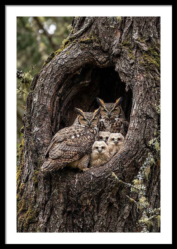Great Horned Owl Family