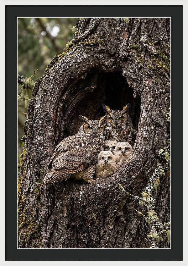 Great Horned Owl Family