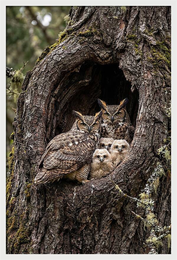 Great Horned Owl Family