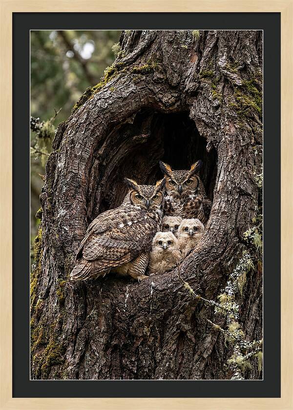 Great Horned Owl Family