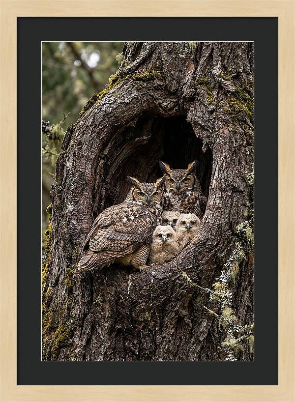 Great Horned Owl Family