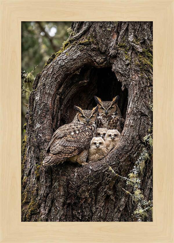 Great Horned Owl Family