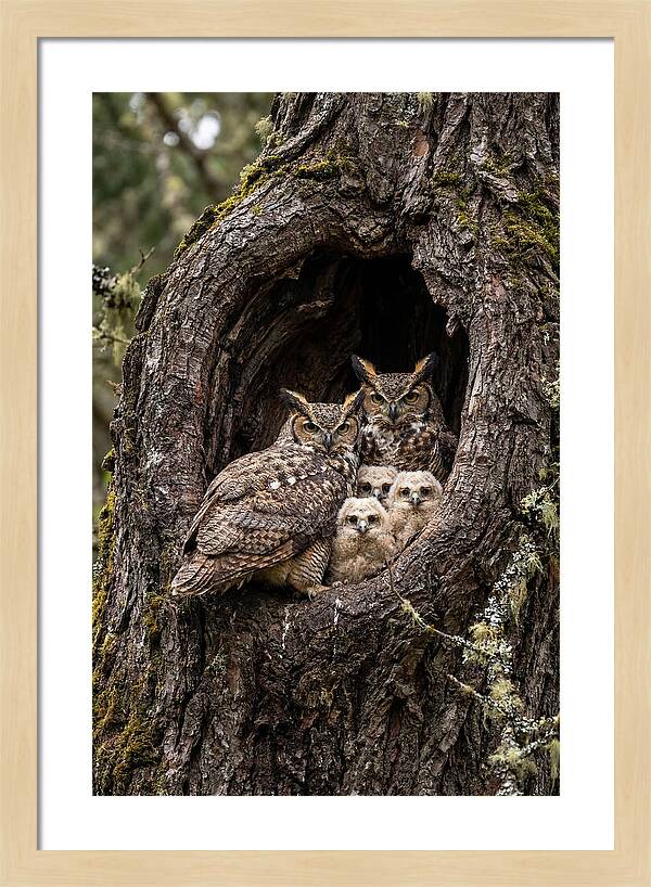 Great Horned Owl Family