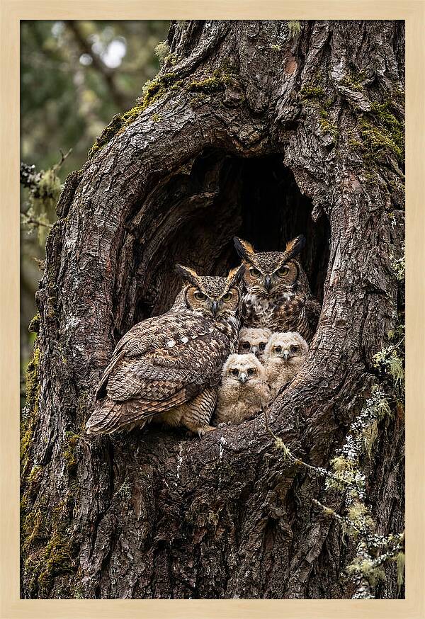 Great Horned Owl Family