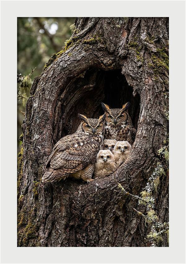 Great Horned Owl Family