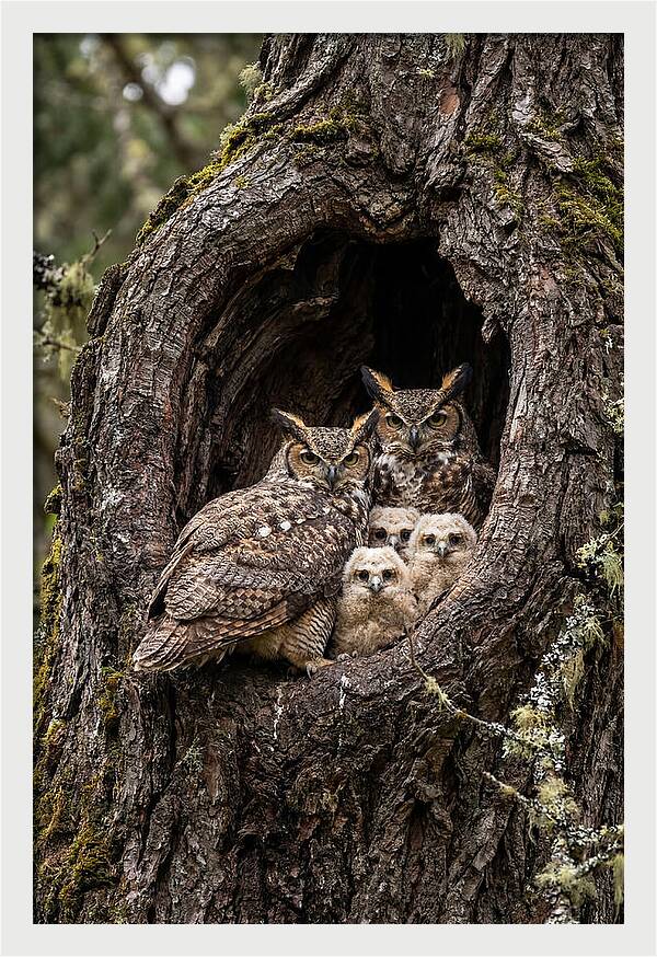 Great Horned Owl Family