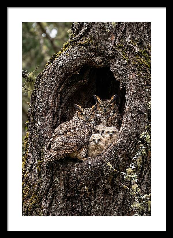 Great Horned Owl Family