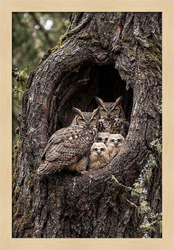 Great Horned Owl Family