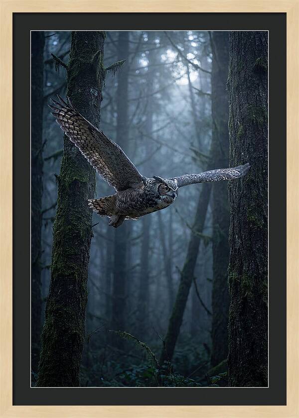Great Horned Owl In Flight