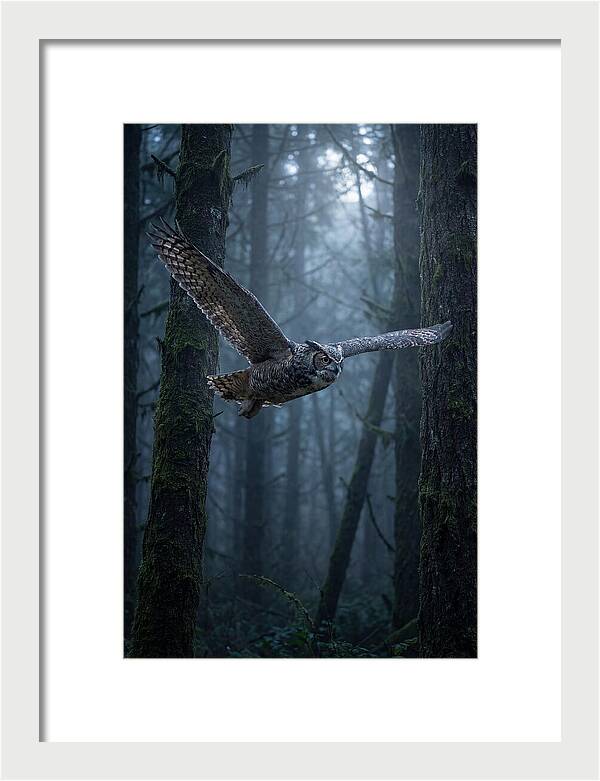 Great Horned Owl In Flight