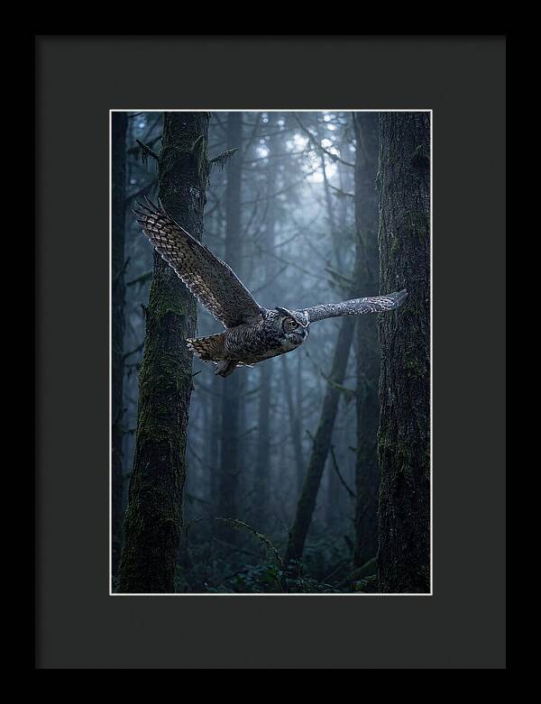 Great Horned Owl In Flight