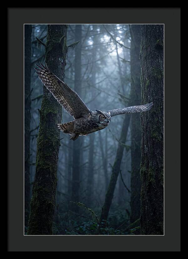 Great Horned Owl In Flight
