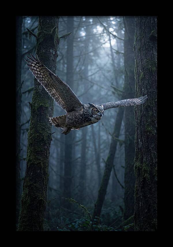 Great Horned Owl In Flight