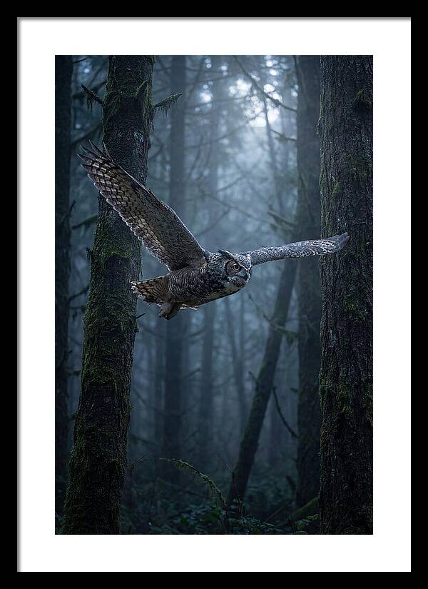 Great Horned Owl In Flight