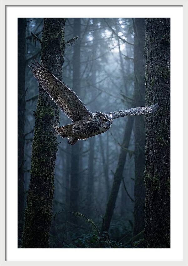 Great Horned Owl In Flight