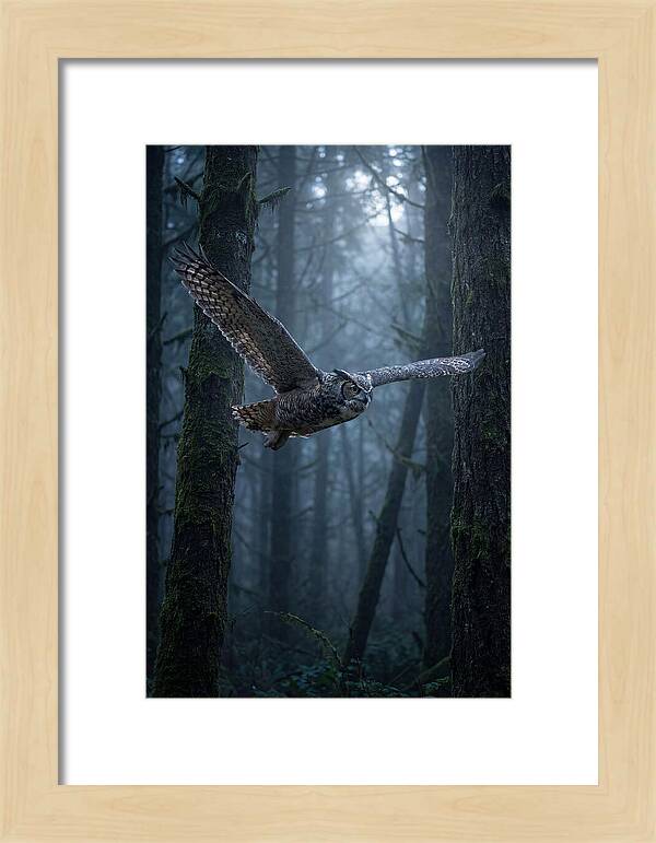 Great Horned Owl In Flight