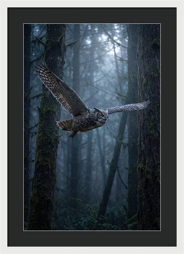 Great Horned Owl In Flight