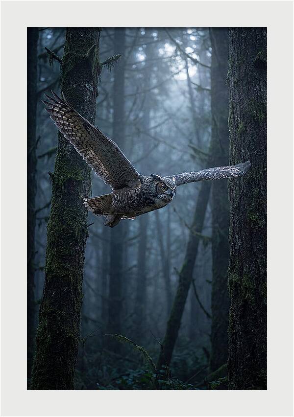 Great Horned Owl In Flight