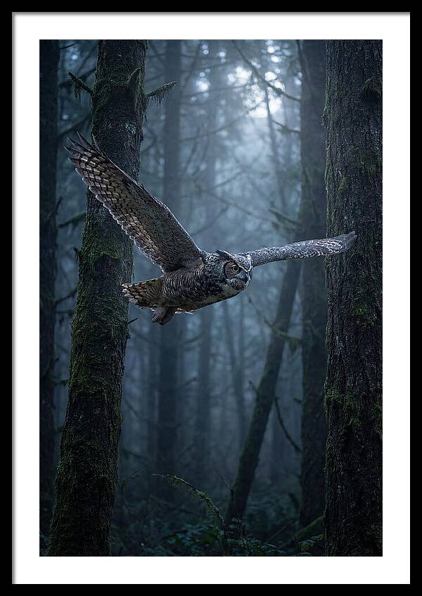 Great Horned Owl In Flight