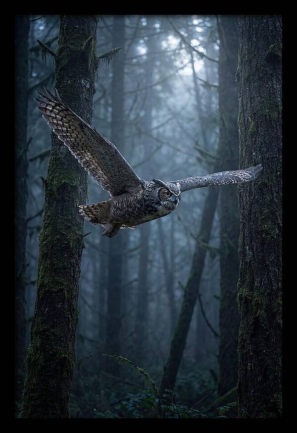 Great Horned Owl In Flight