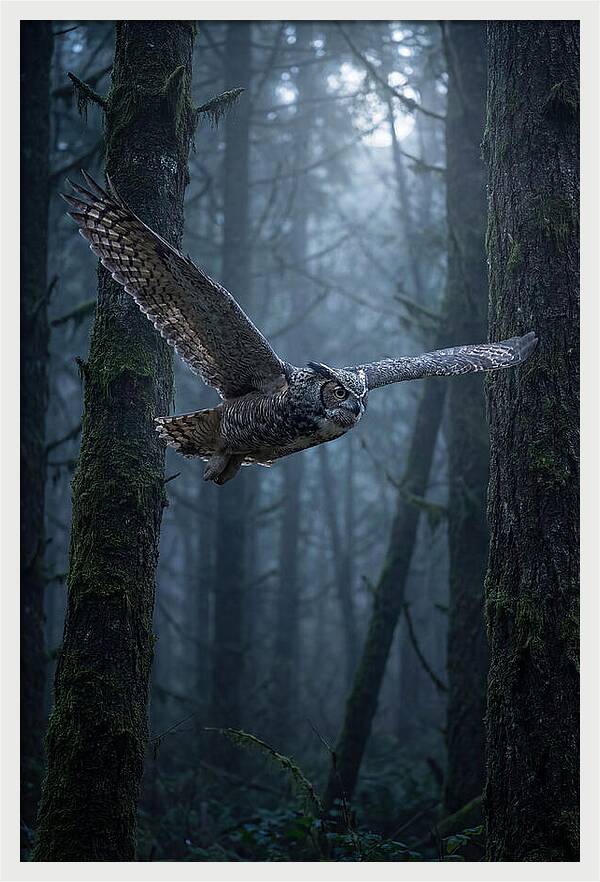 Great Horned Owl In Flight