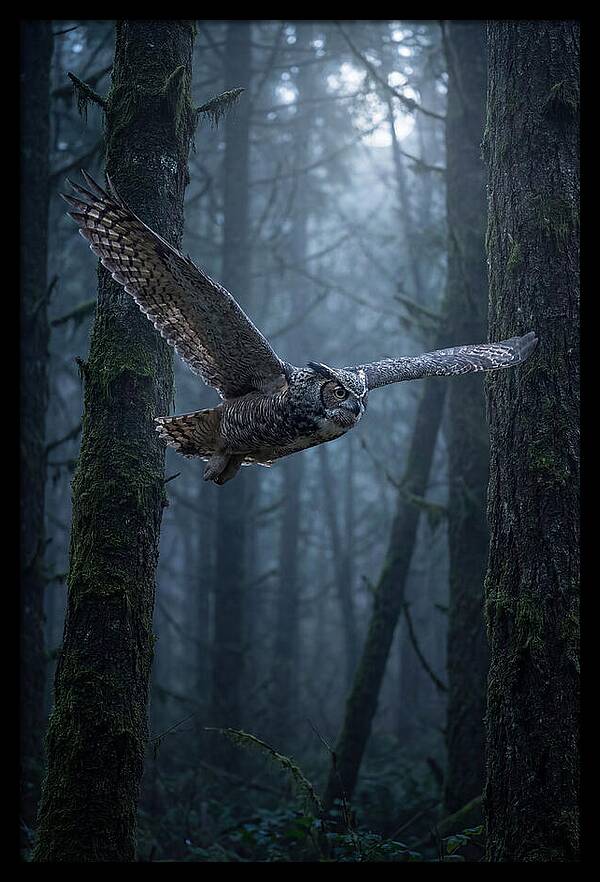 Great Horned Owl In Flight