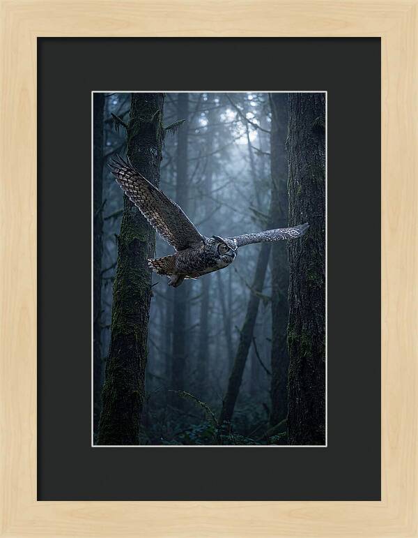Great Horned Owl In Flight