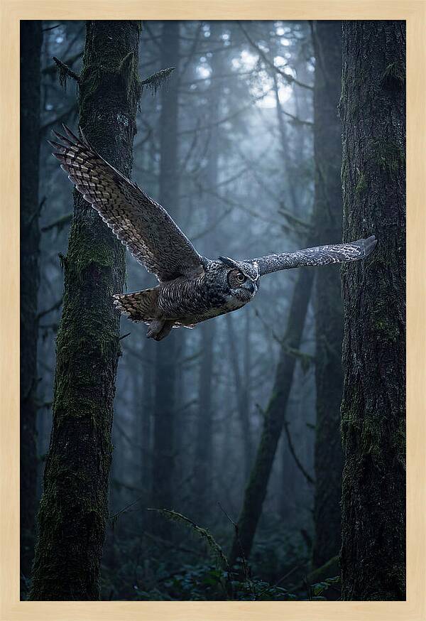 Great Horned Owl In Flight
