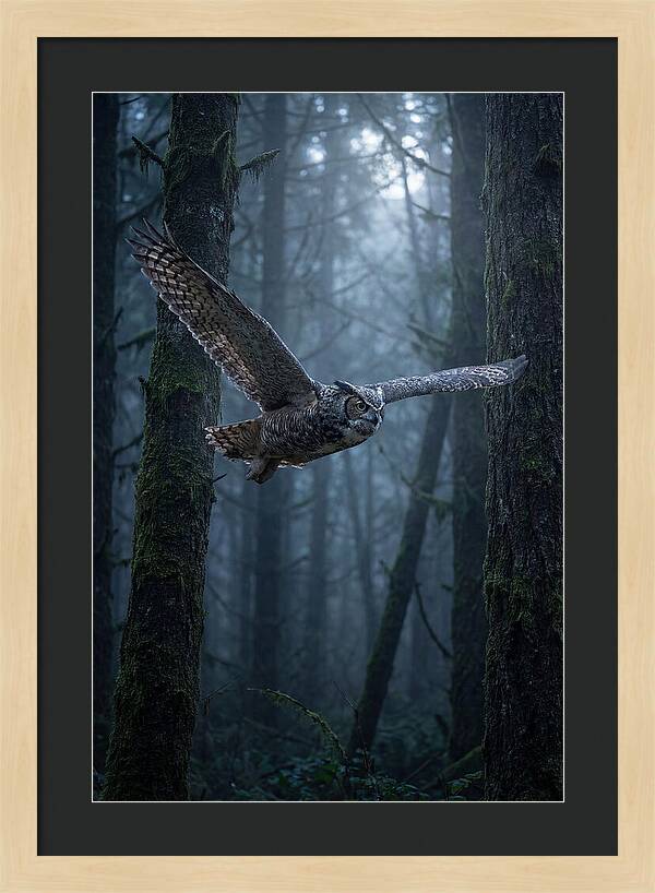 Great Horned Owl In Flight