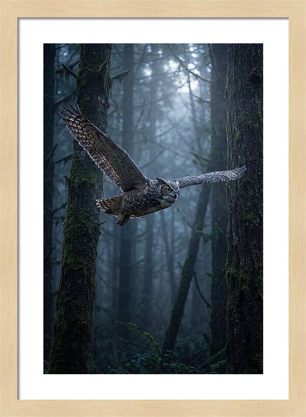 Great Horned Owl In Flight