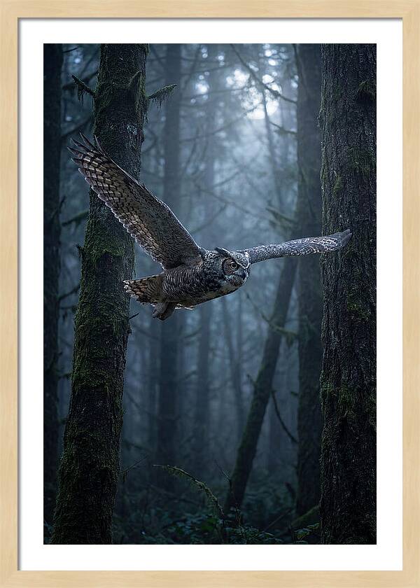 Great Horned Owl In Flight