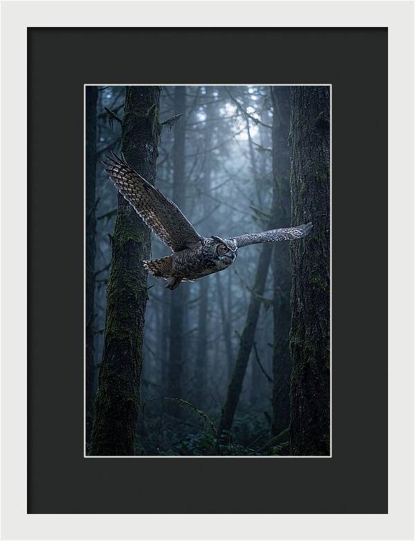 Great Horned Owl In Flight