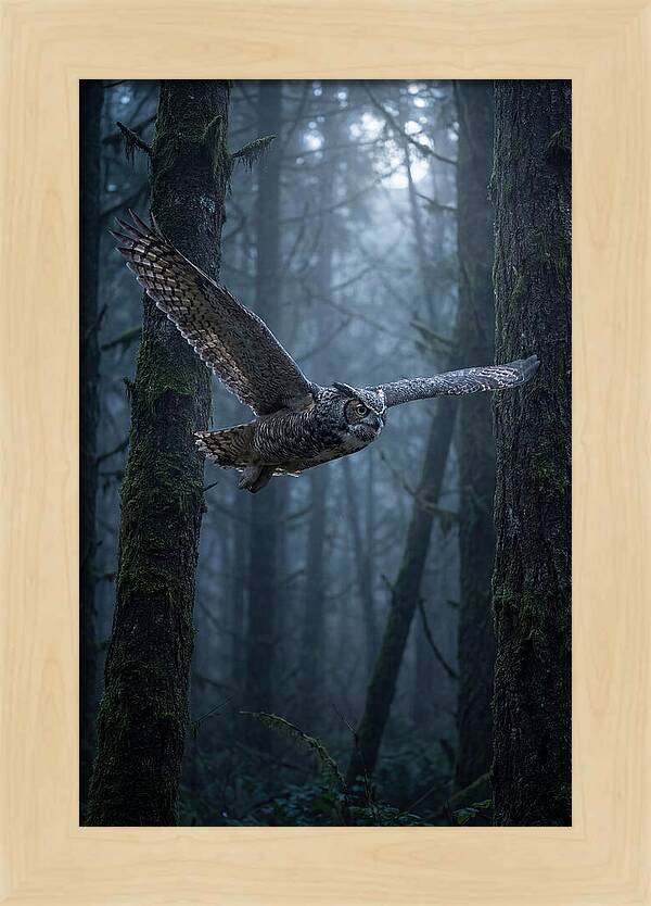 Great Horned Owl In Flight