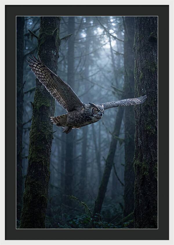 Great Horned Owl In Flight