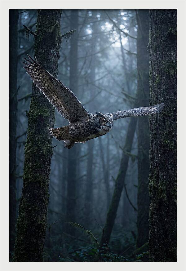 Great Horned Owl In Flight