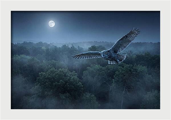 Great Horned Owl In Moonlight