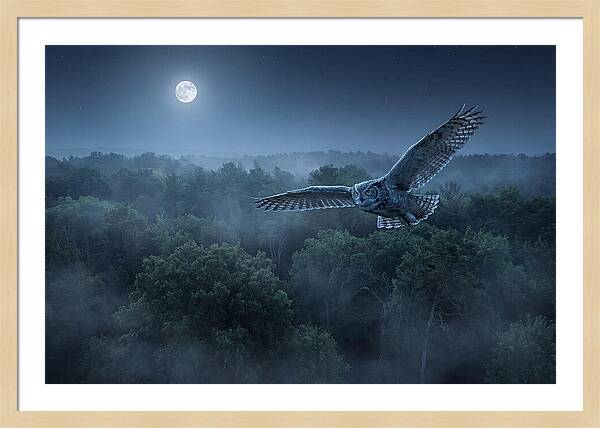 Great Horned Owl In Moonlight