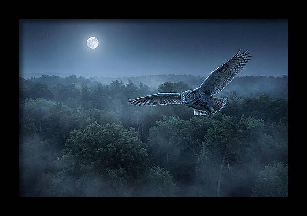 Great Horned Owl In Moonlight